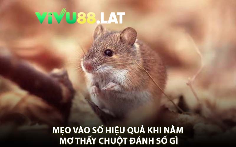 Mẹo Vào Số Hiệu Quả Khi Nằm Mơ Thấy Chuột Đánh Số Gì
